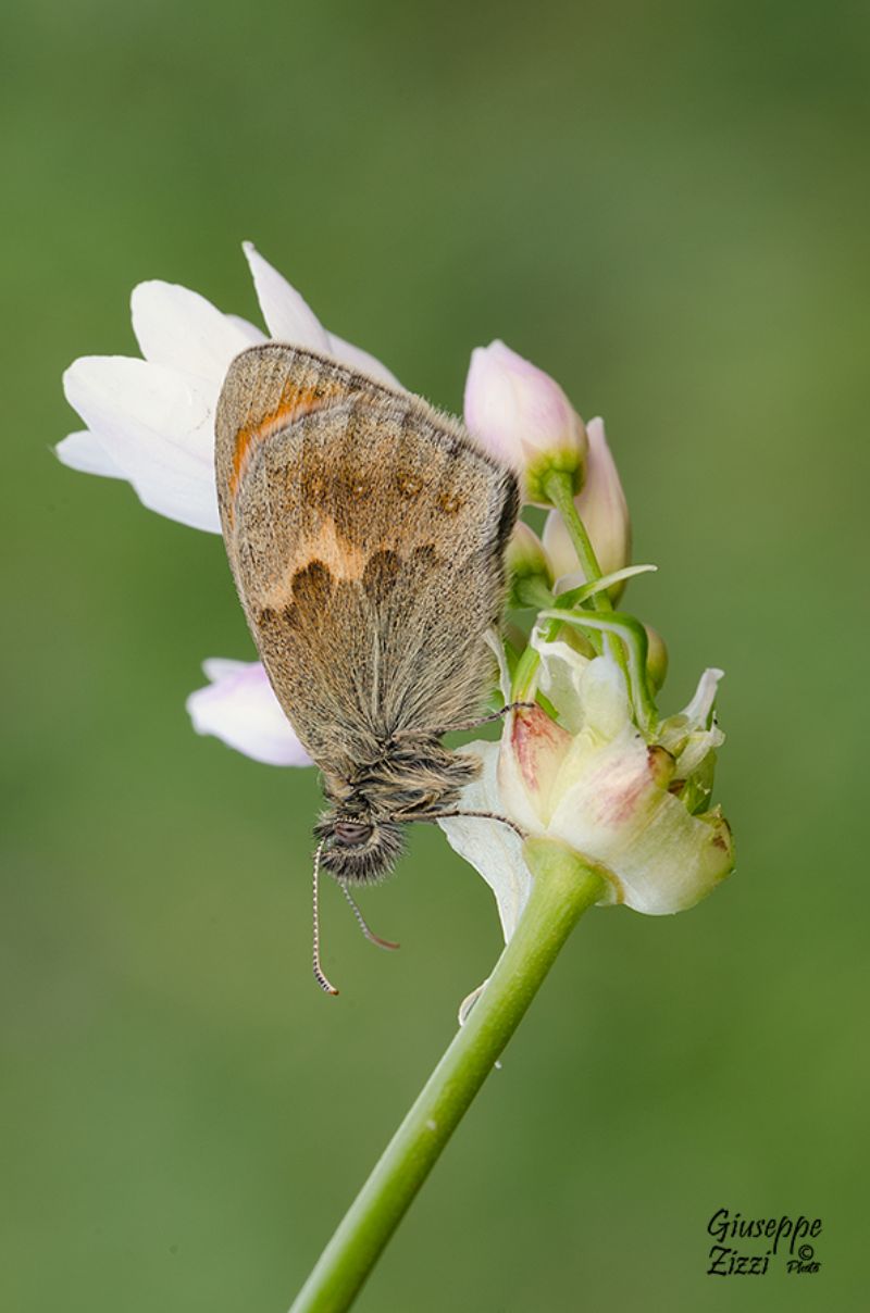 Lepidoptera da identificare - Coenonympha pamphilus, Nymphalidae