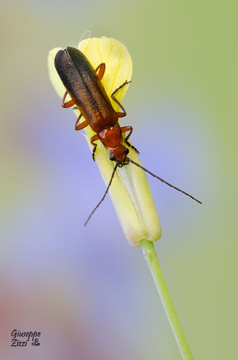 Rhagonycha fulva, Cantharidae