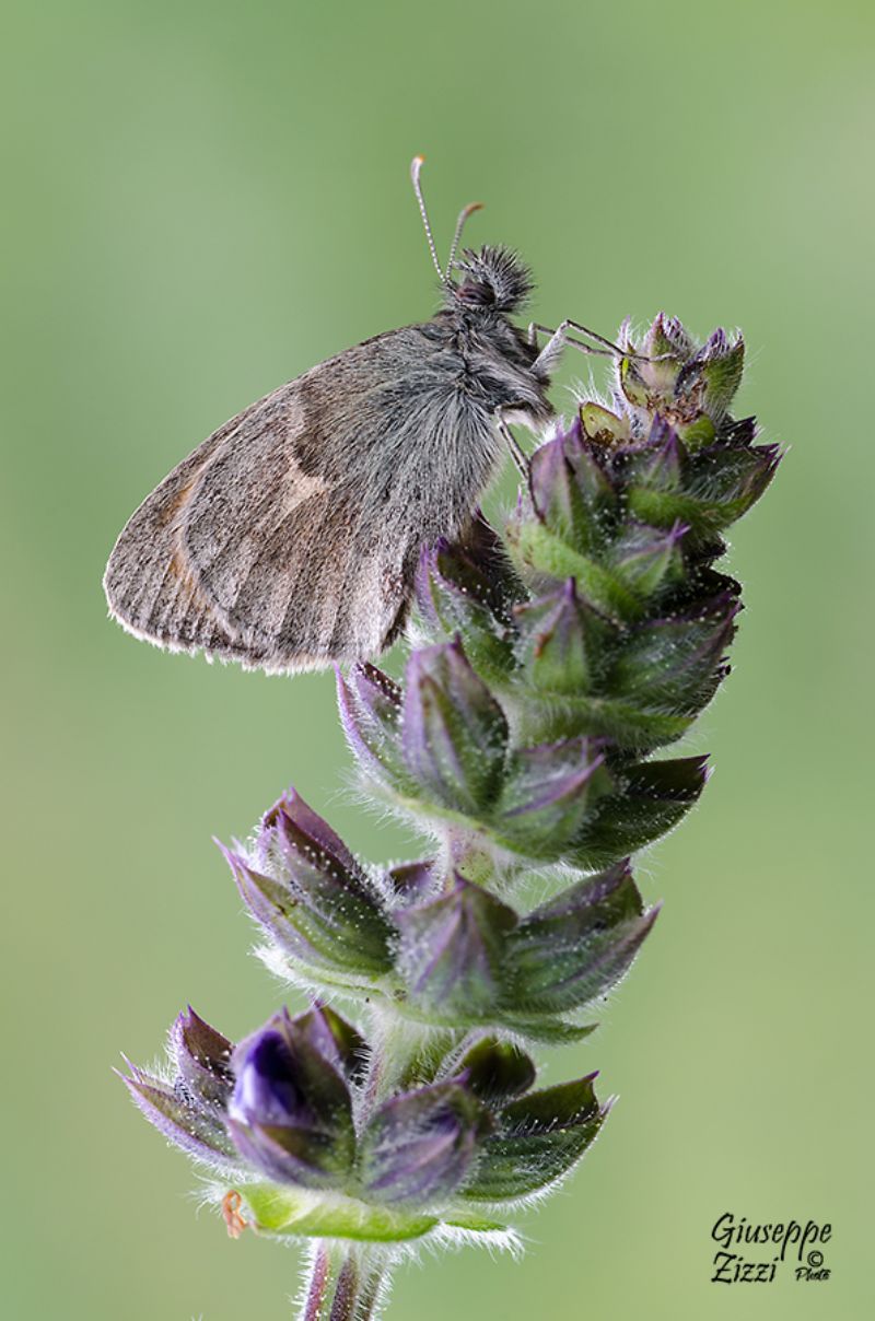 Lepidottera da identificare -  Coenonympha pamphilus