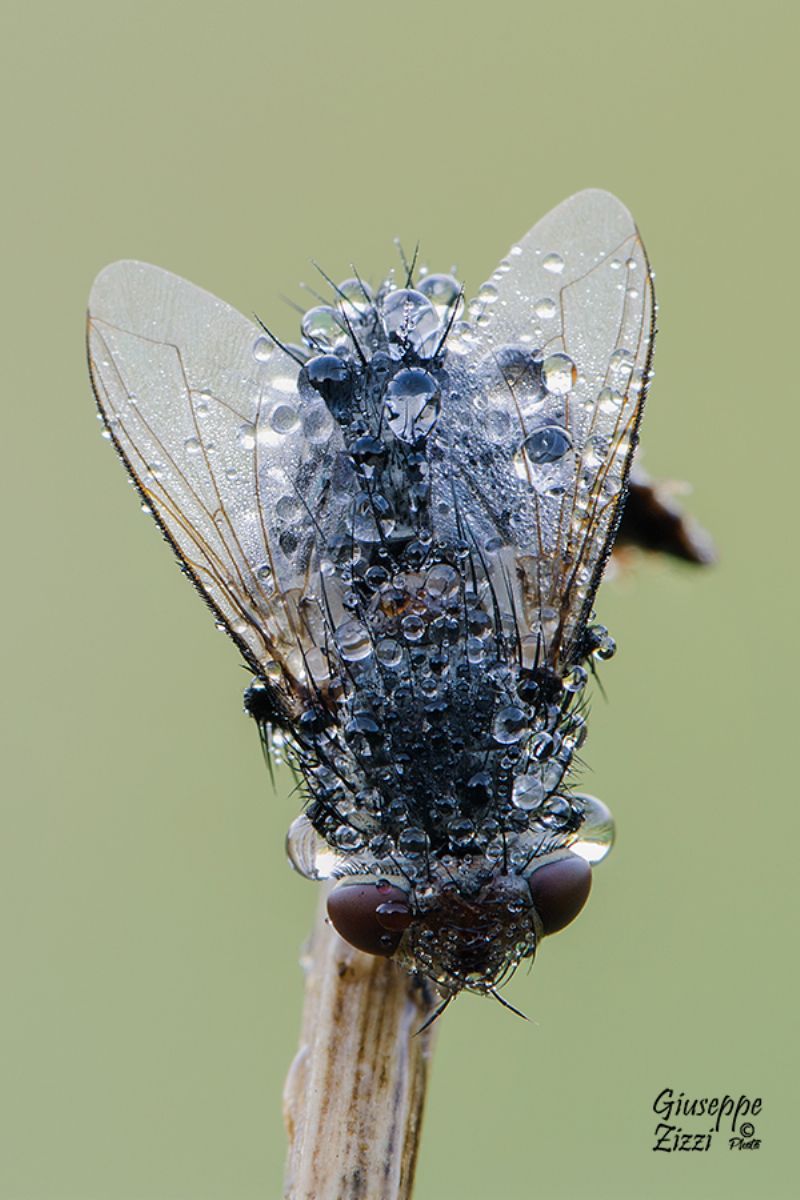 Diptera da identificare:  Tachinidae Goniinae