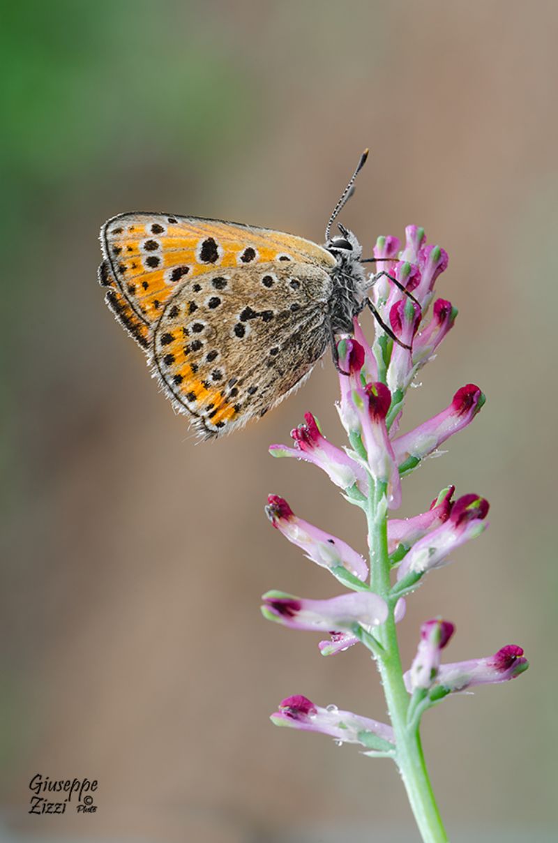 Licenide da identificare - Lycaena thersamon