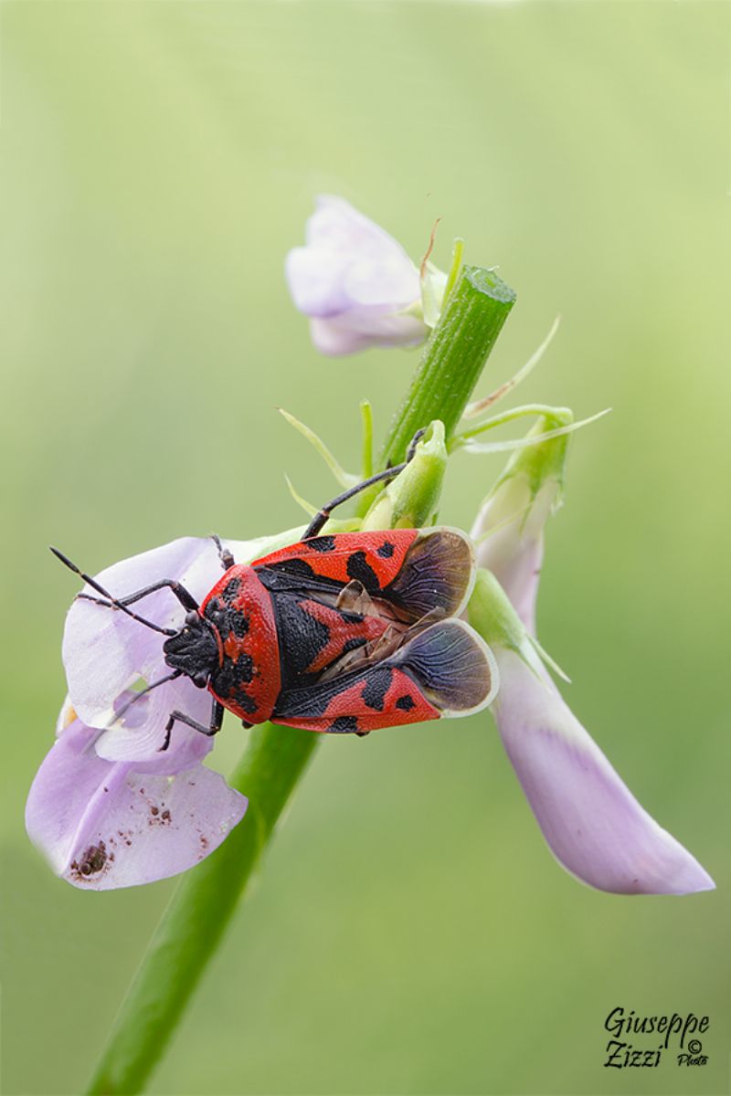 Pentatomidae:  Eurydema cfr. ventralis