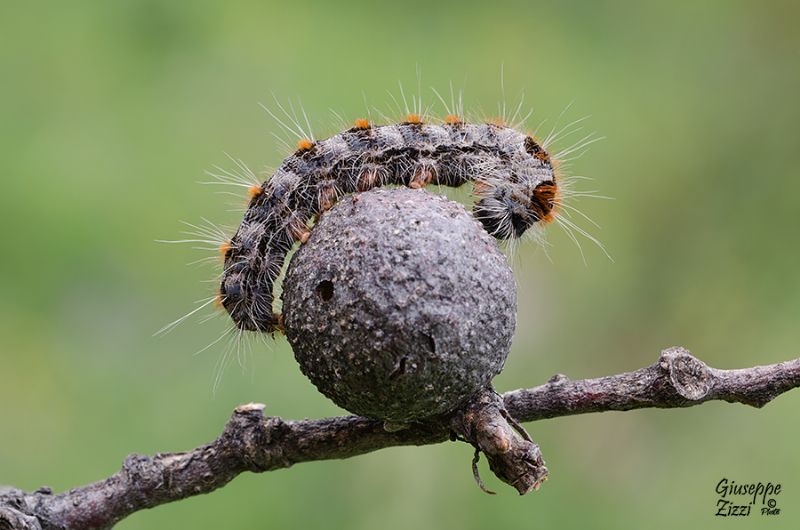 Bruco da identificare - Eriogaster (Eriogaster) rimicola, Lasiocampidae