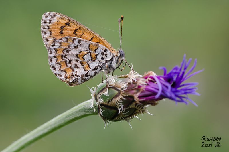 Melitaea da identificare - M. trivia