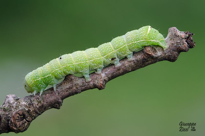 Bruco da identificare - Orthosia (Monima) cerasi, Noctuidae