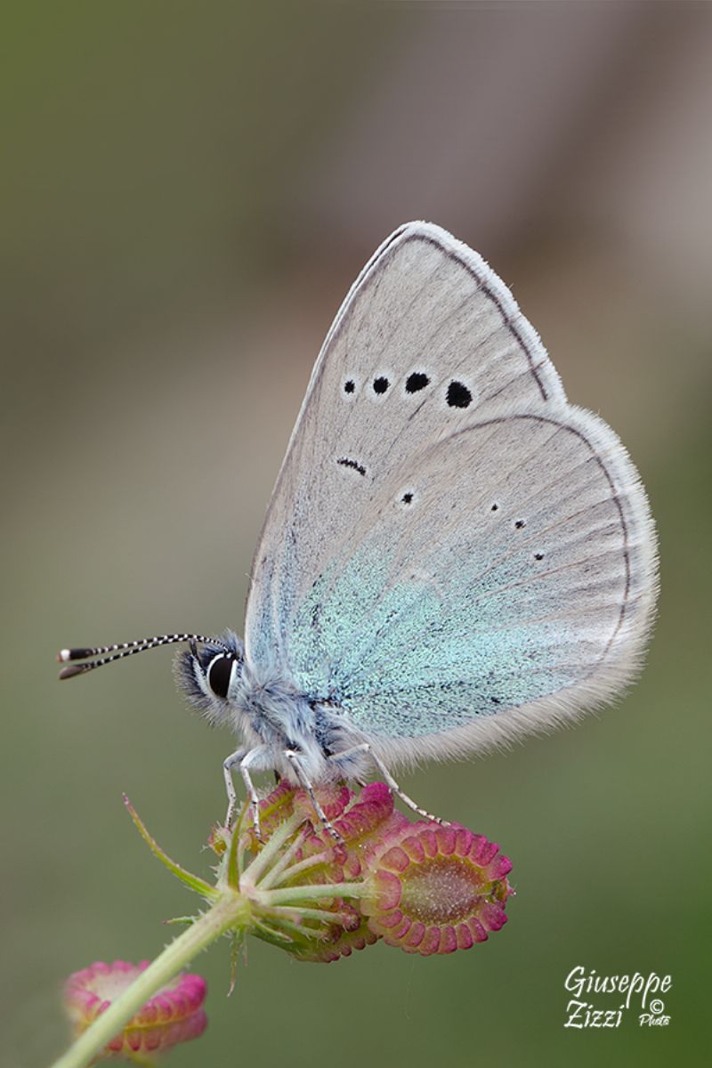 Licenide da identificare - Glaucopsyche (Glaucopsyche) alexis