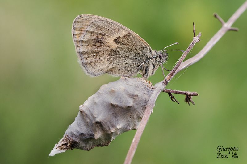 Che crisalide ? Psychidae Oiketicinae