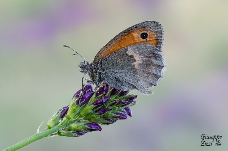 Coenonympha pamphilus, Nymphalidae Satyrinae