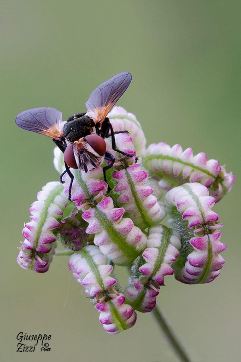 Tachinidae:  Phasia sp.