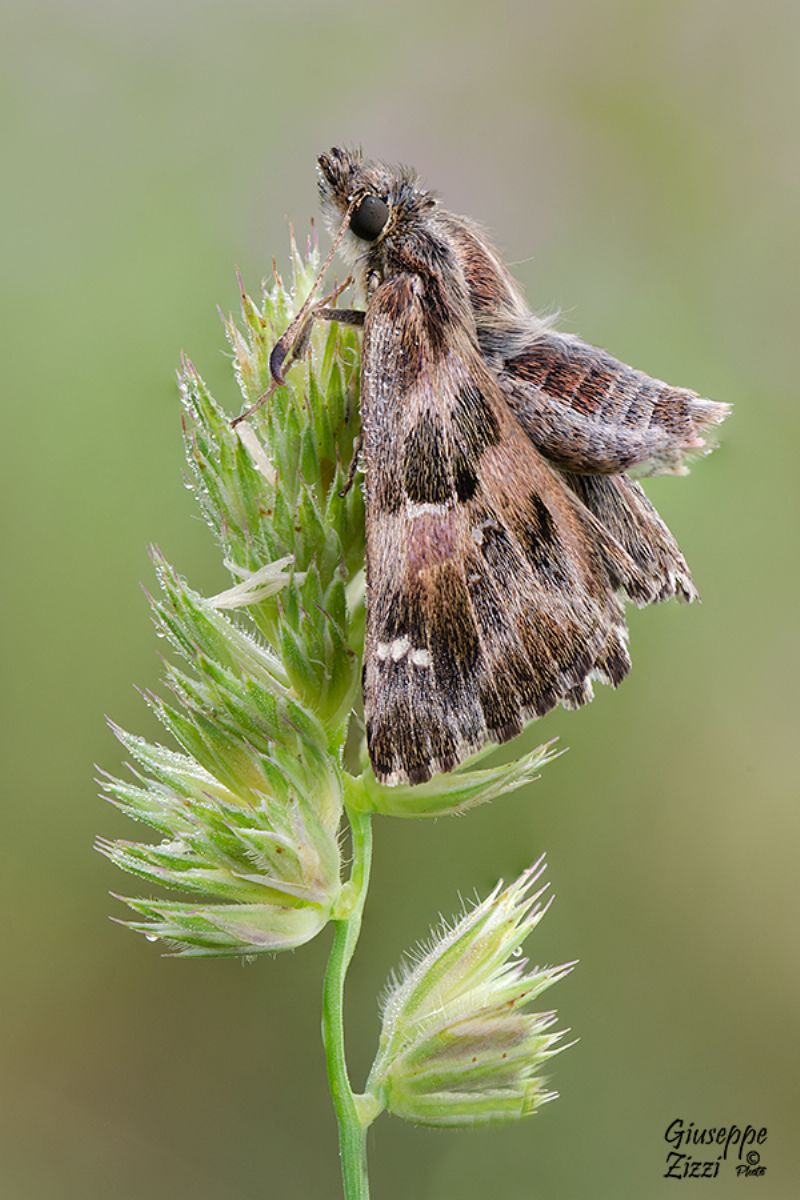 Da identificare - Carcharodus alceae, Hesperiidae