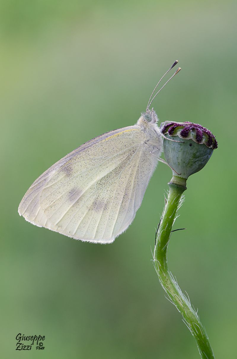 Pieris brassicae? confermare