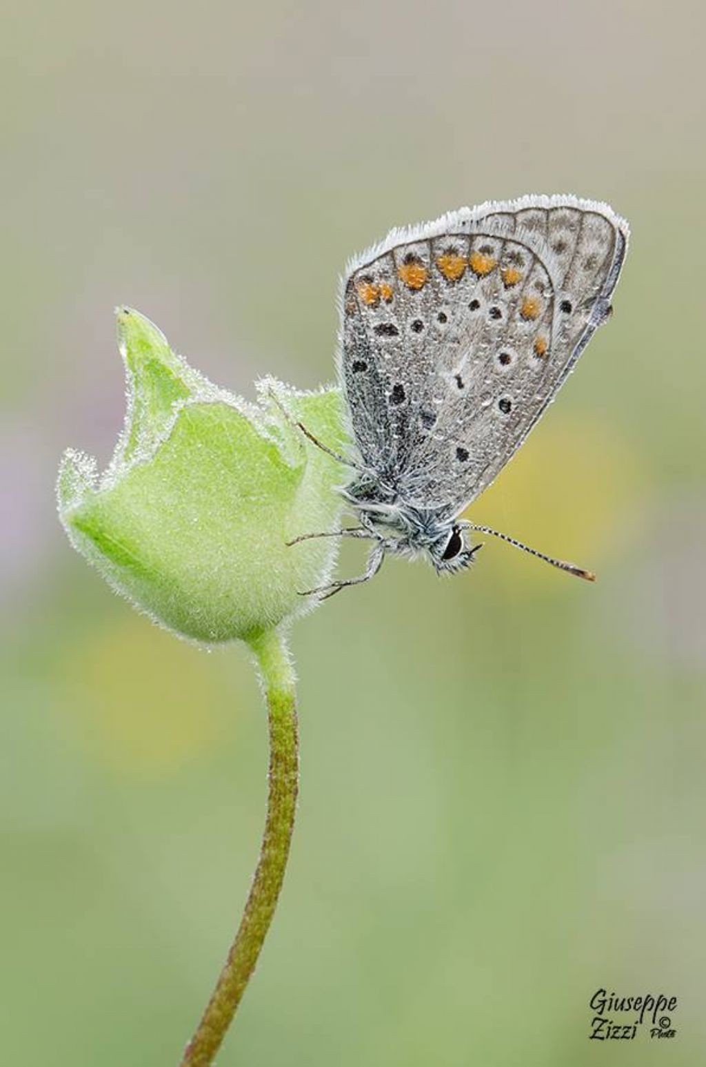 Licenide da identificare