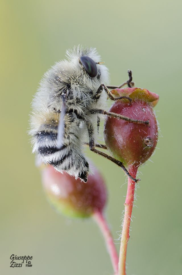 Bombilius da identificare. No, Fallenia sp. (Nemestrinidae)