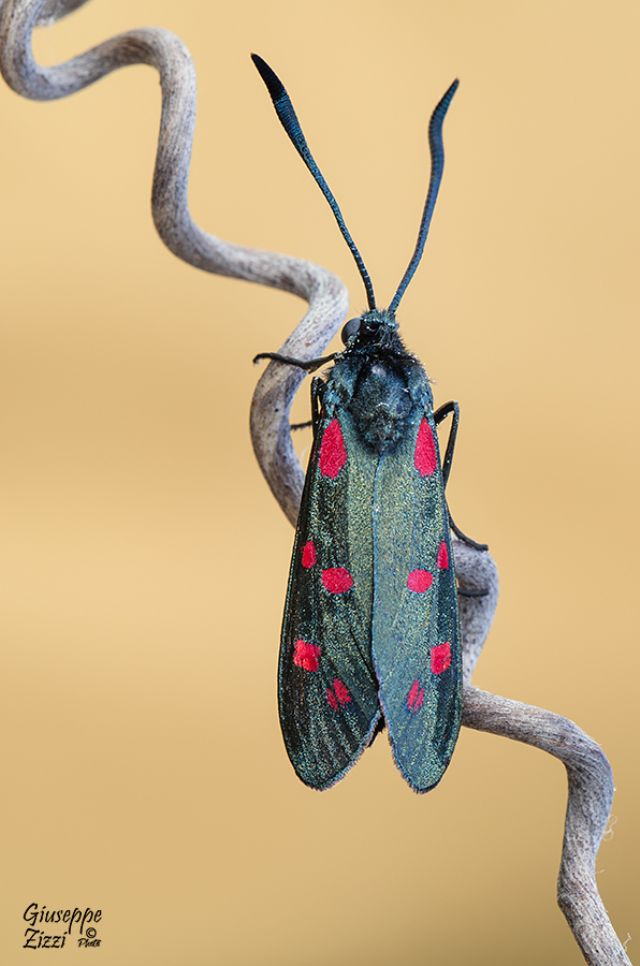 Da identificare - Zygaena (Zygaena) transalpina