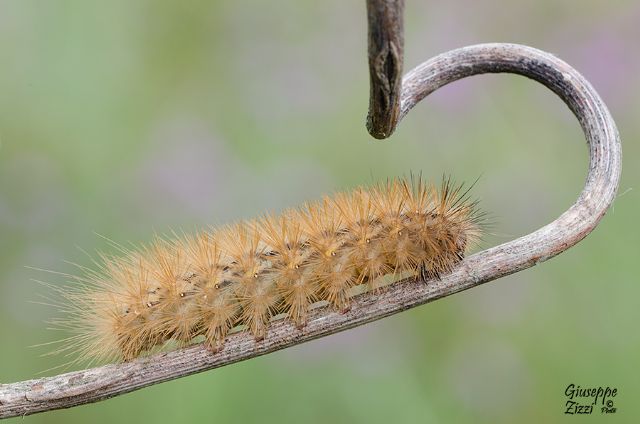 Bruco da identificare - Erebidae Arctiinae