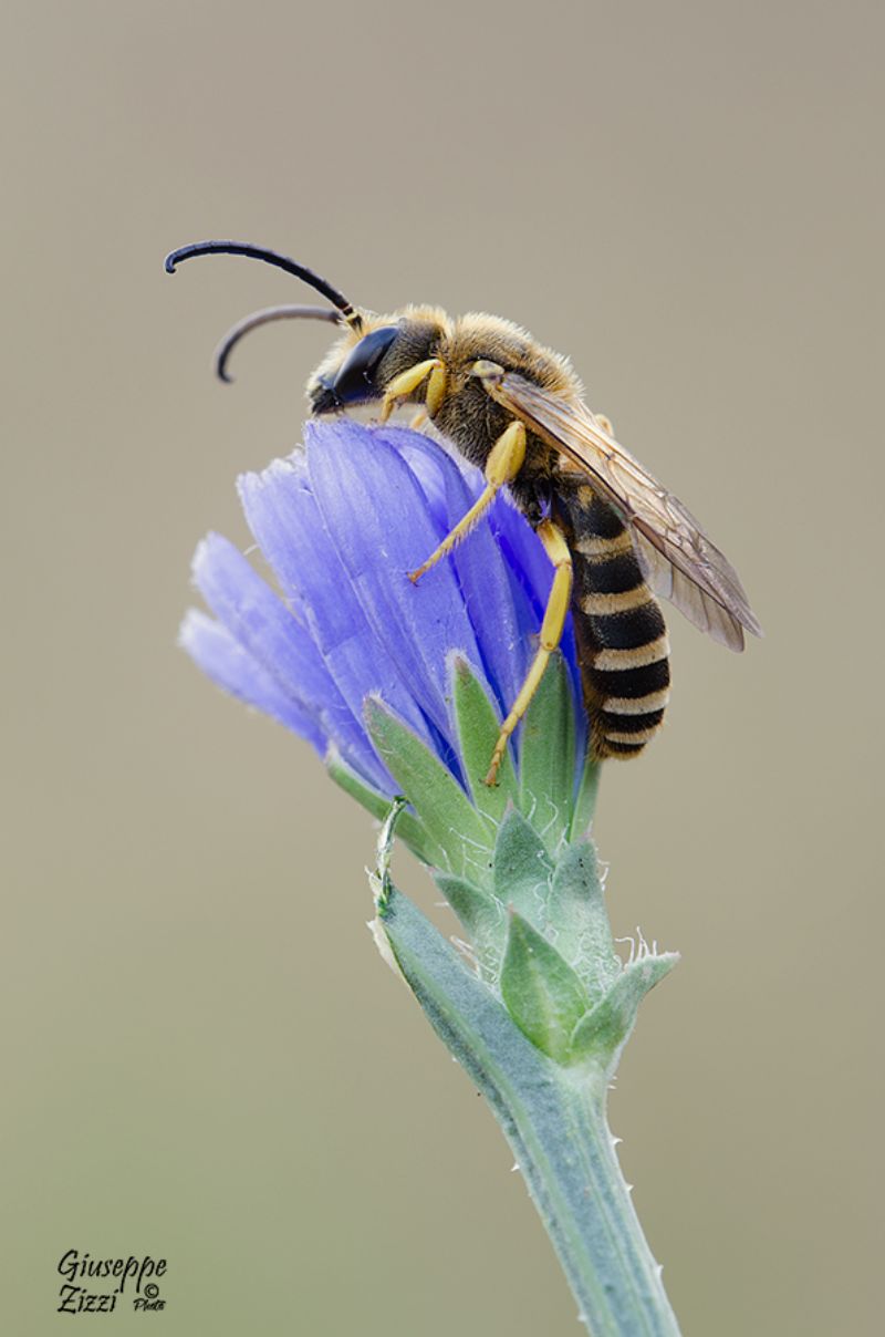 Halictus scabiosae, maschio