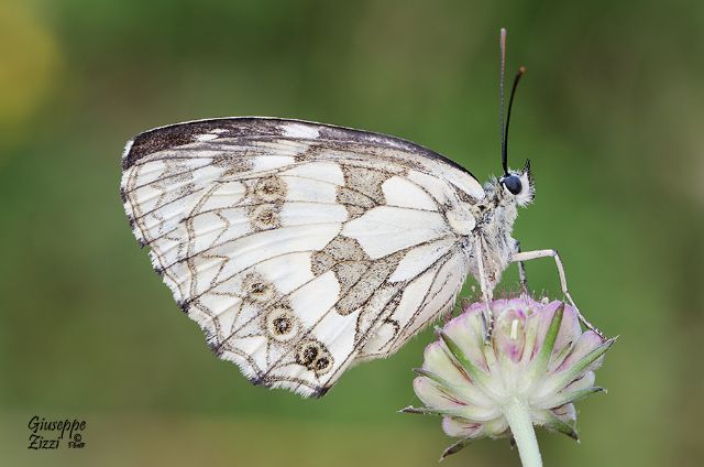 Melenargia da identificare: Melanargia galathea - Nymphalidae