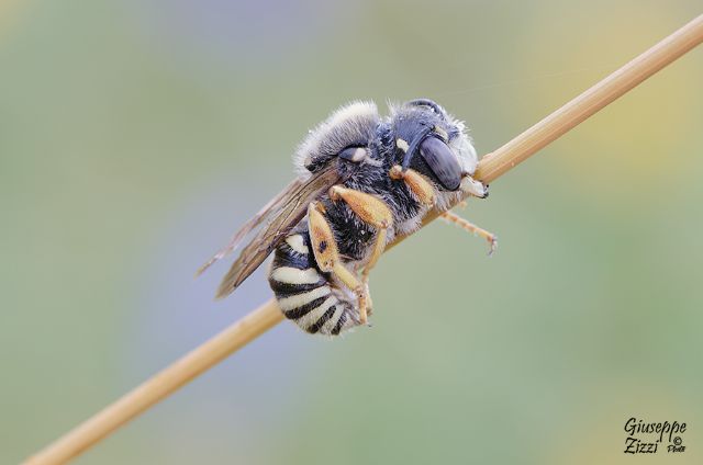 Apidae Megachilinae: Anthidiellum sp.