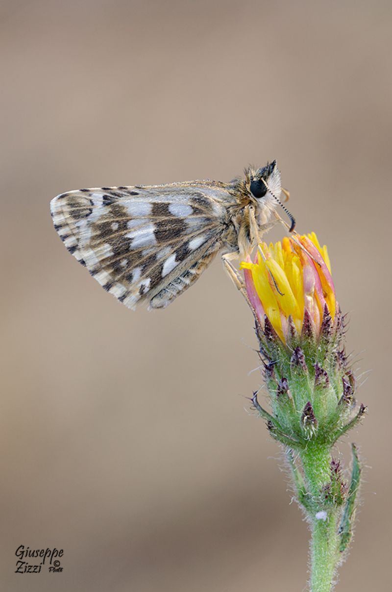 Da identificare: Pyrgus armoricanus - Hesperiidae