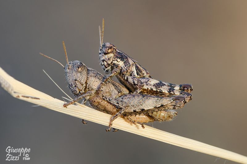 Acrididae:  Pezotettix giornae