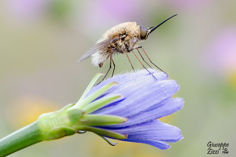 Bombylius sp. (Bombyliidae)