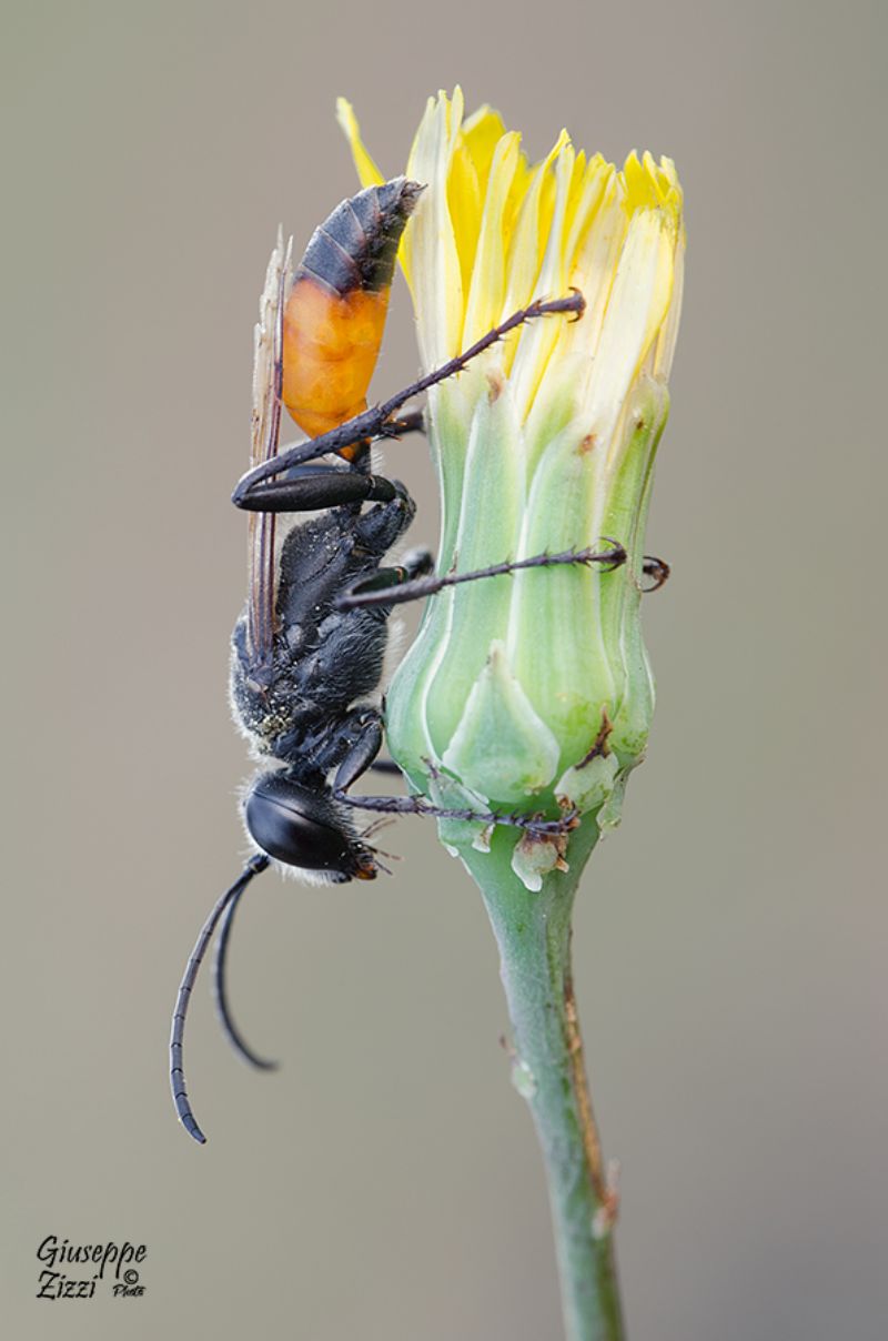 Sphex funerarius, maschio, Sphecidae.