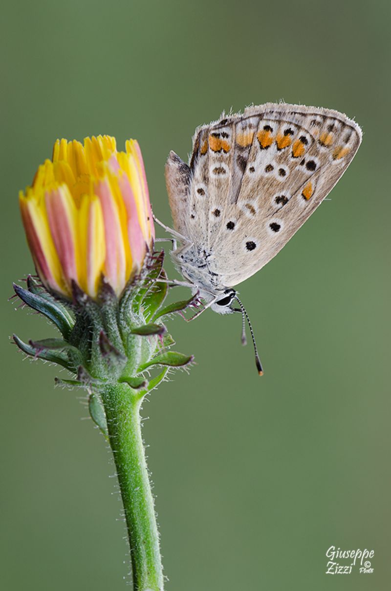 Licenide da identificare