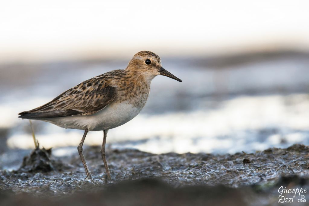 Piovanello comune o piovanello maggiore?  No, Gambecchio comunre (Calidris minuta)