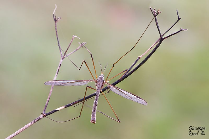 Tipula da identificare