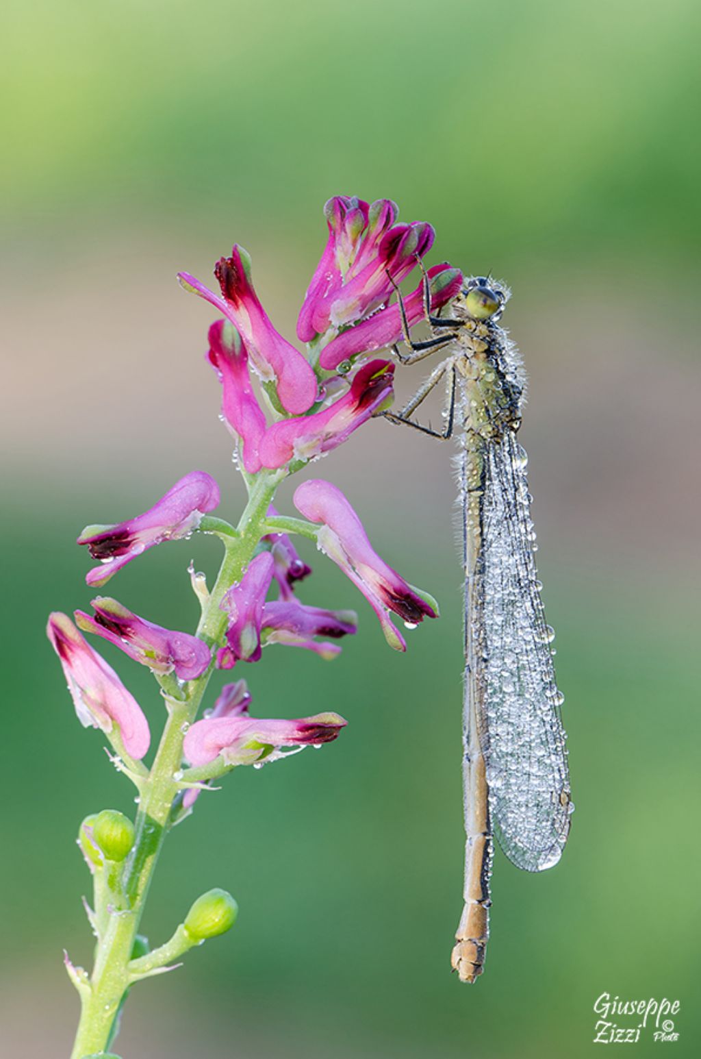 Coenagrion ? No, Ischnura elegans  f. infuscans, femmina