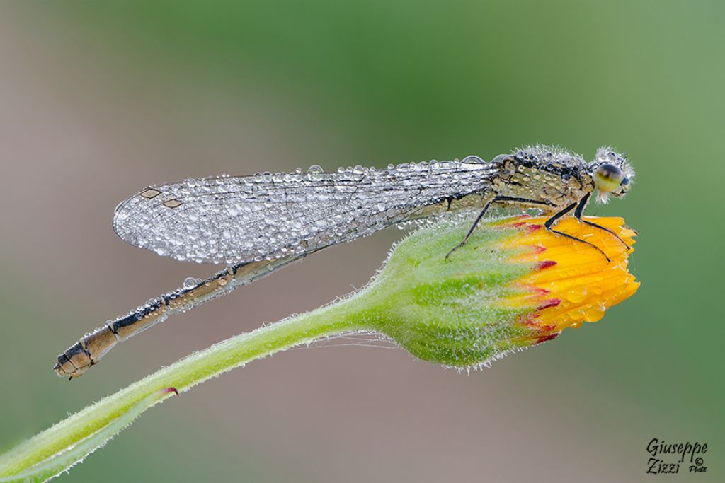 Coenagrion ? No, Ischnura elegans  f. infuscans, femmina