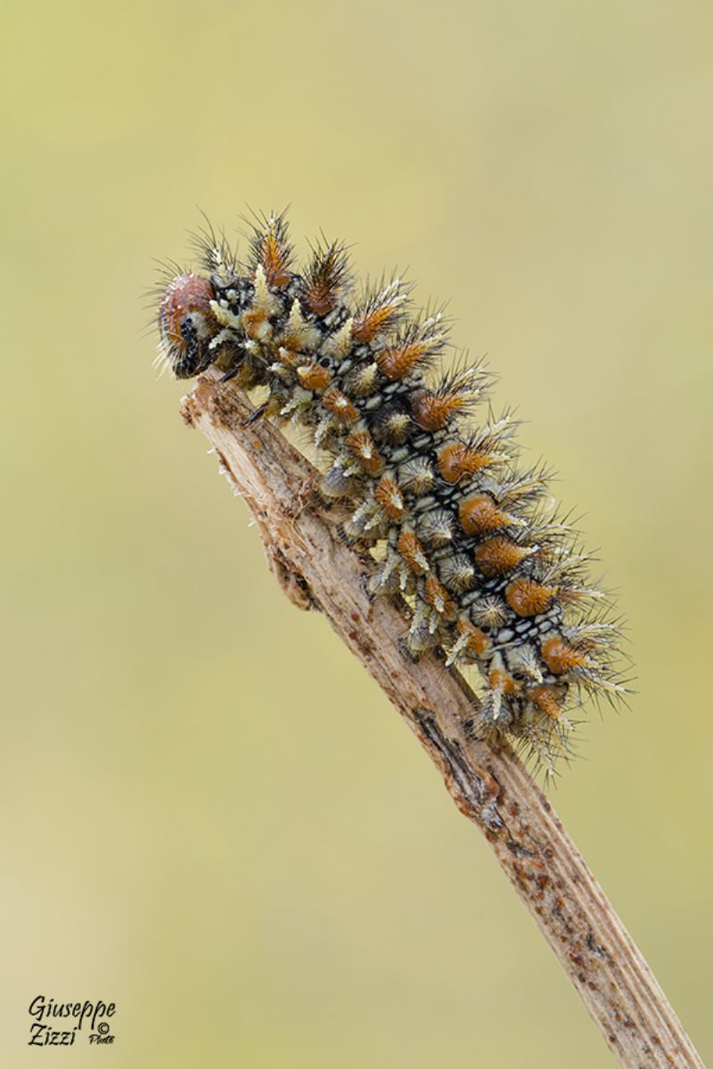 Bruco da identificare - Melitaea didyma, Nymphalidae