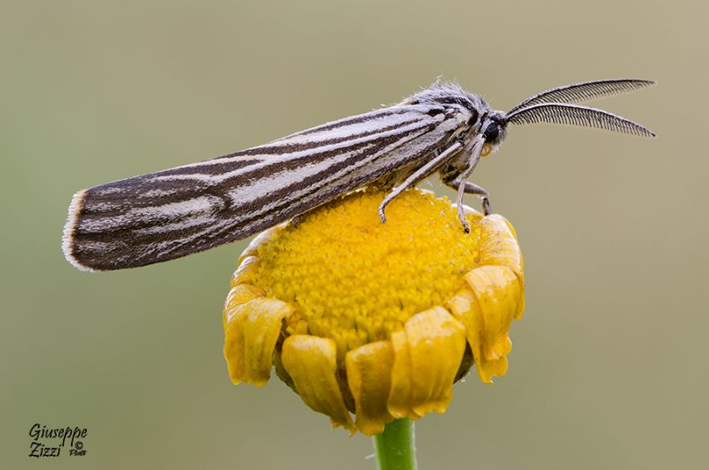 Falena da identificare