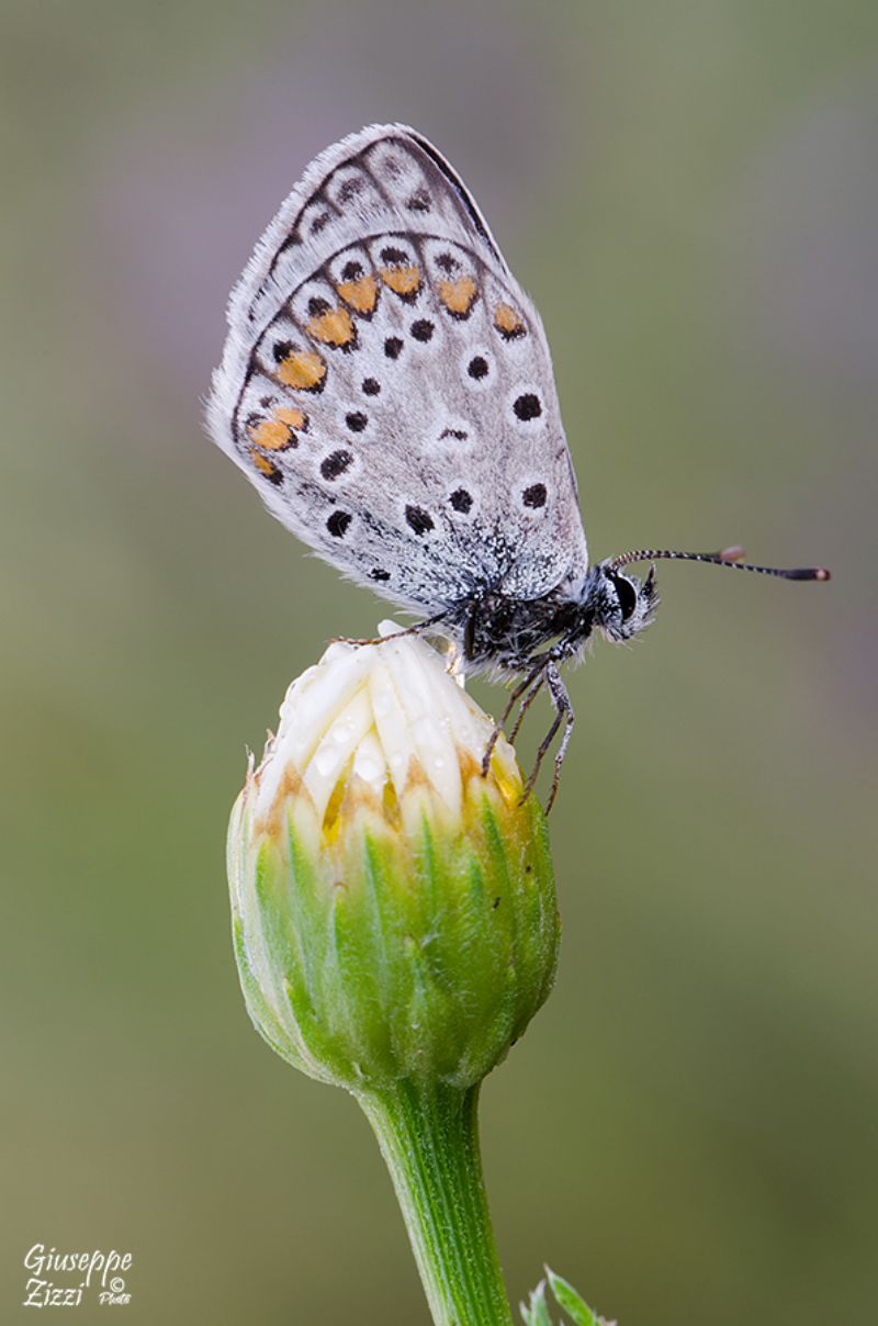 Licenide da identificare