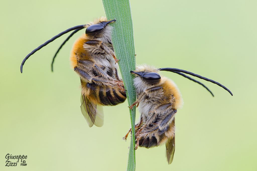 Apidae: Eucera longicornis?.....Eucera sp.