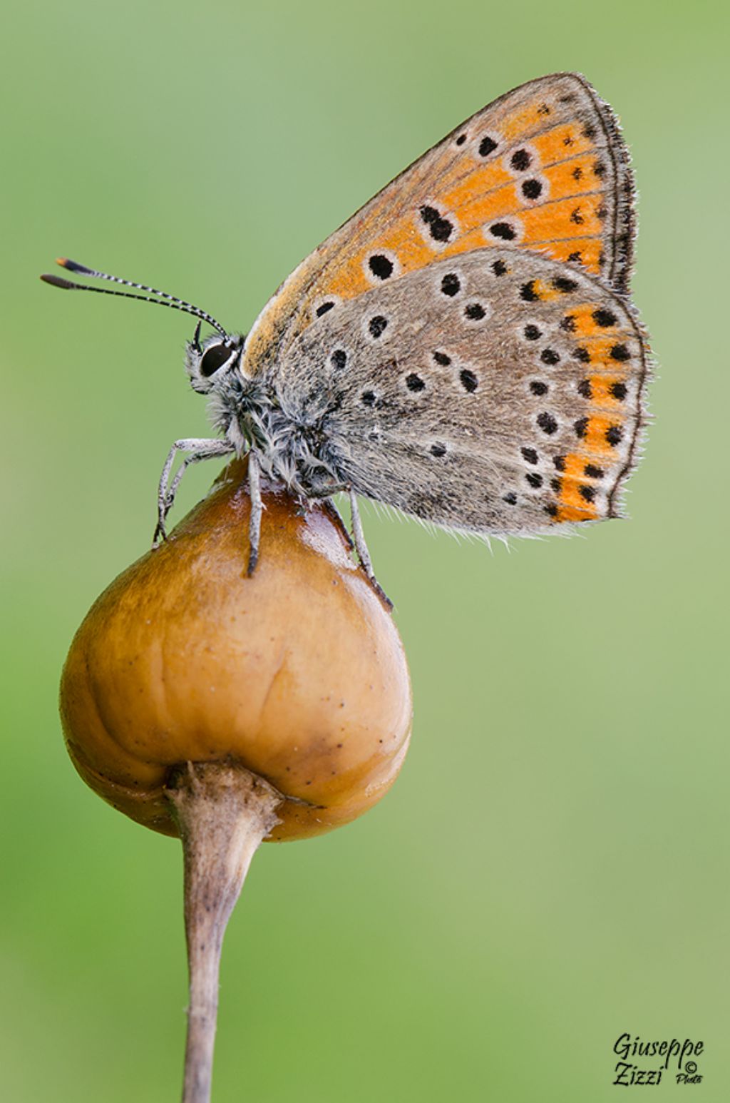 Lycaena thersamon o phlaeas -  Lycaena thersamon