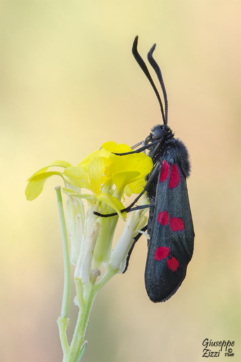 Zygaena da identificare