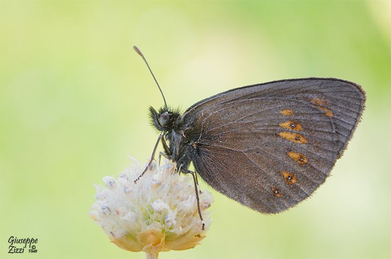 Erebia albergana - Nymphalidae Satyrinae