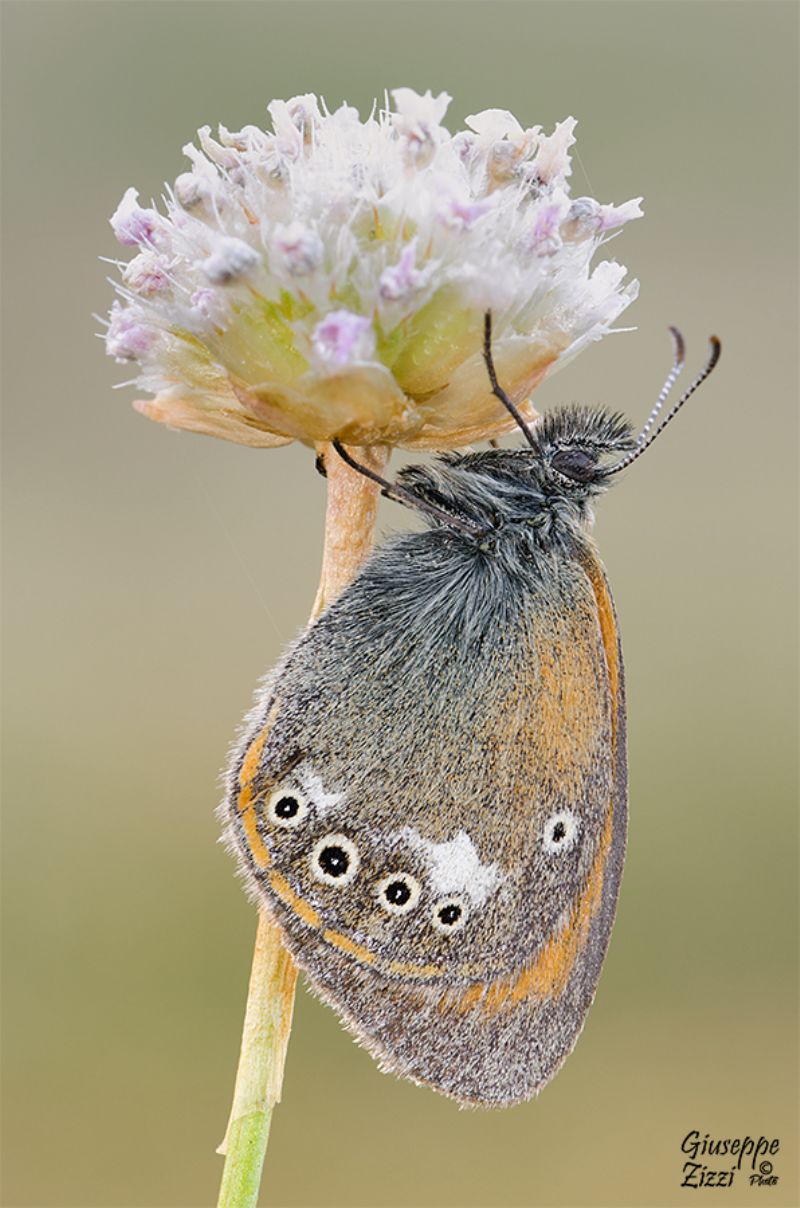 Coenonympha glycerion? S