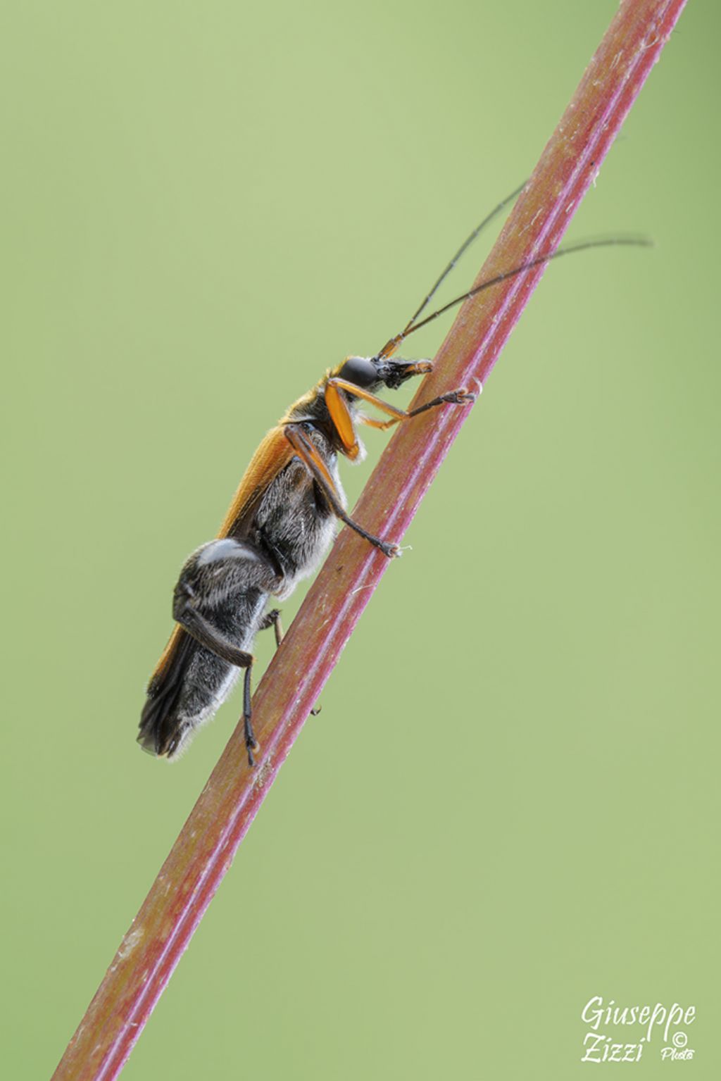 Oedemeridae: Oedemera podagrariae, maschio