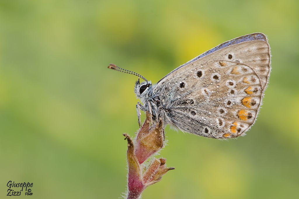 Licenide da identificare