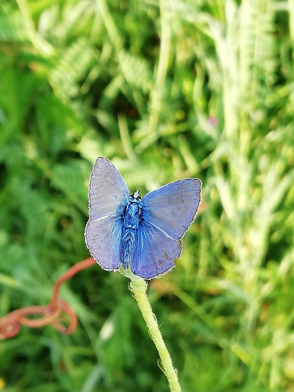 Licenide da identificare