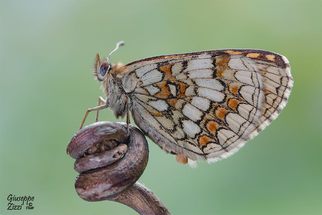 Melitaea athalia? ... Melitaea nevadensis !