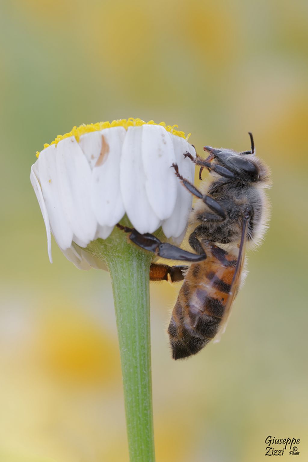 Apidae:  Apis mellifera