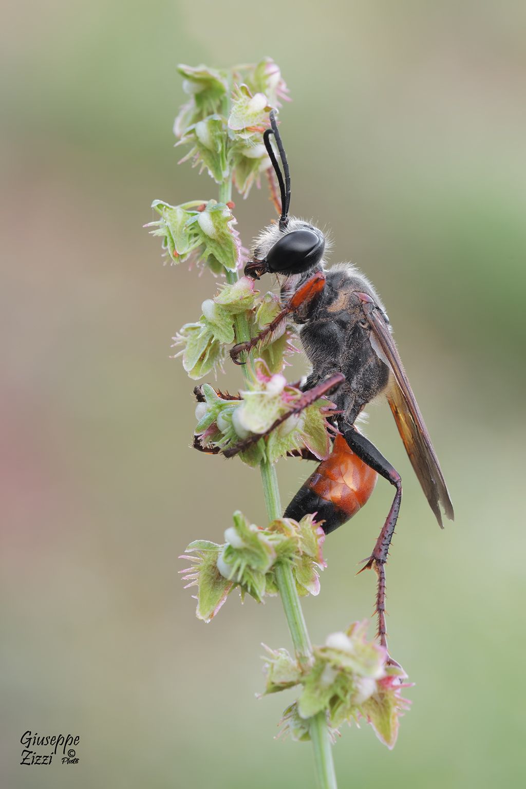 Sphex funerarius, femmina