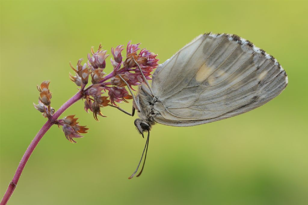 Lepidottero da identificare