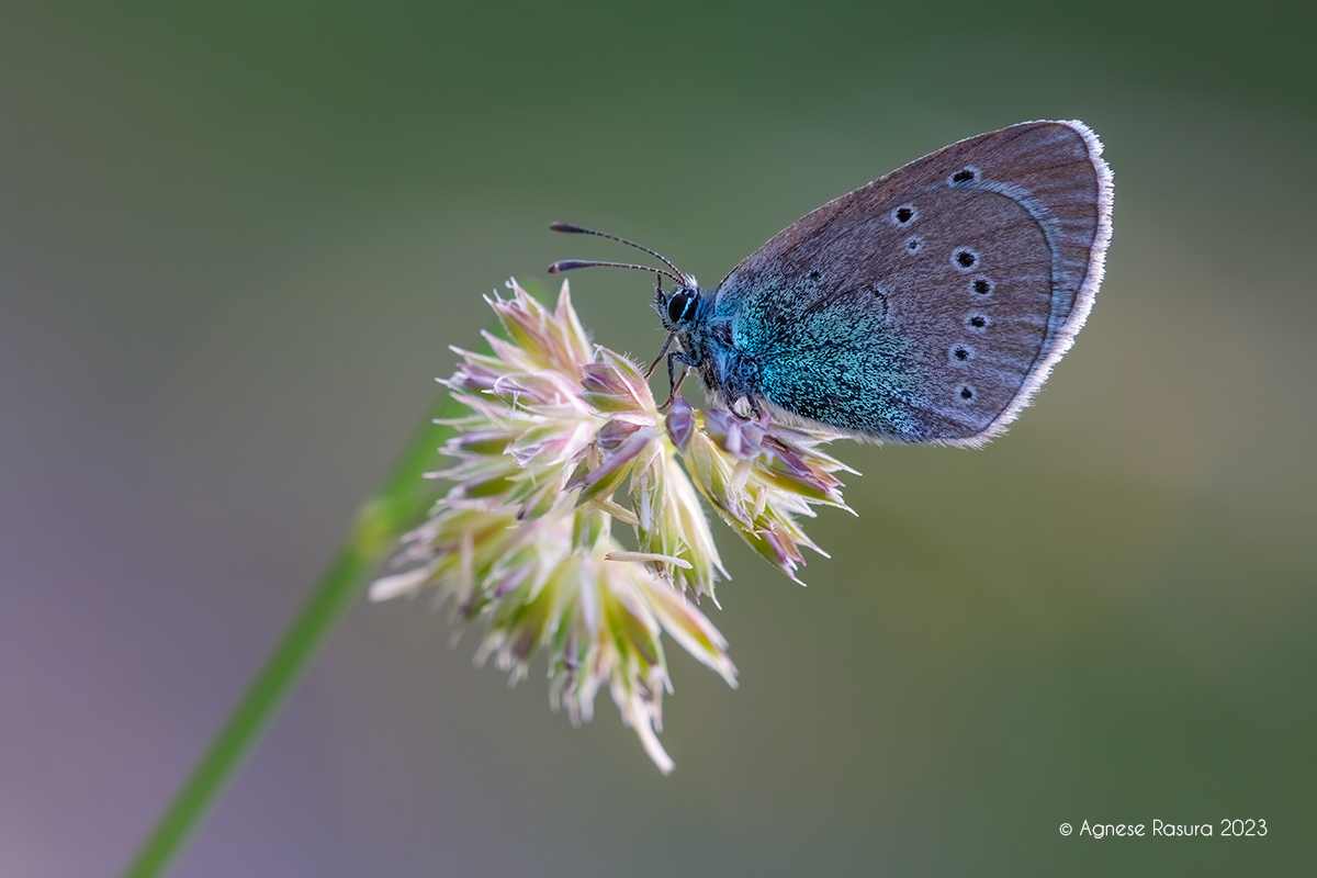 Cyaniris o Polyommatus ? semiargus ? - Cyaniris semiargus