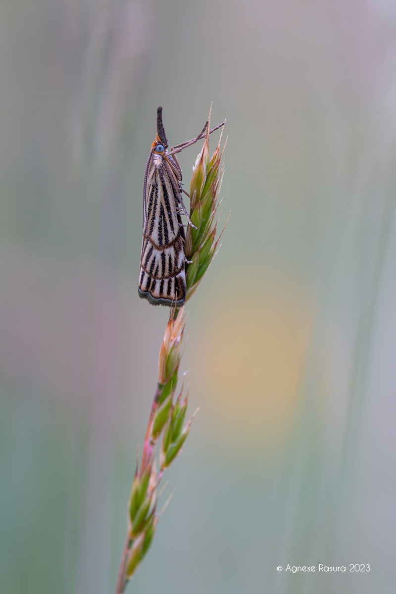 Chrysocramboides craterellus ?