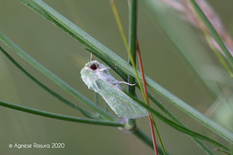 Calamia tridens? S