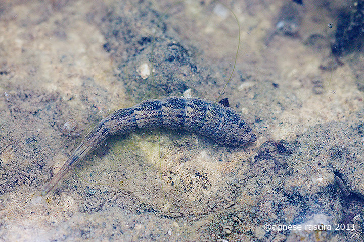 larva di Stratiomyidae ?